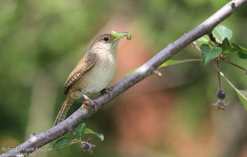 House Wrenadult, feeding habits, Reproduction-nesting