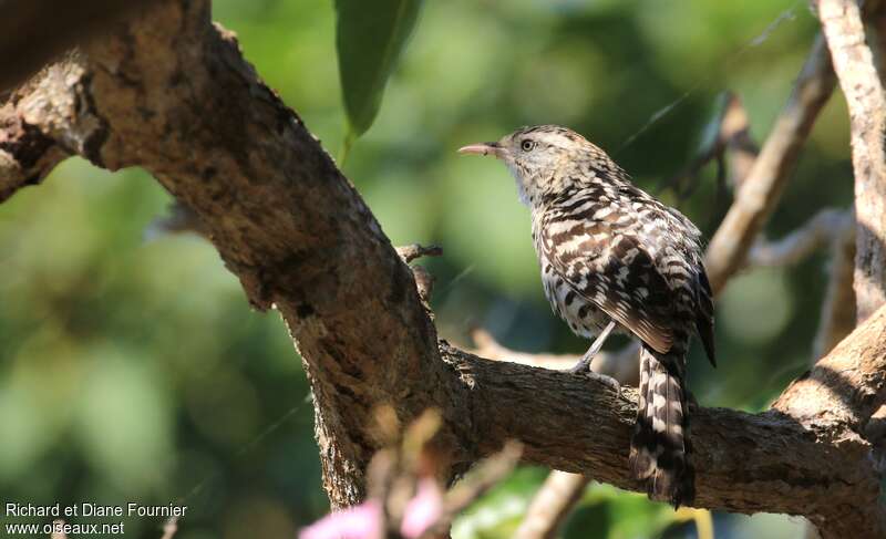 Stripe-backed Wren, habitat, pigmentation