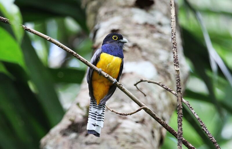 Trogon à lunettes jaunes