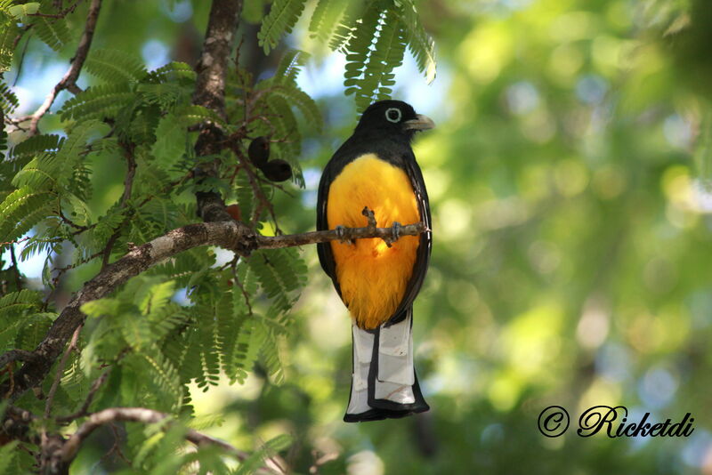 Trogon à tête noire