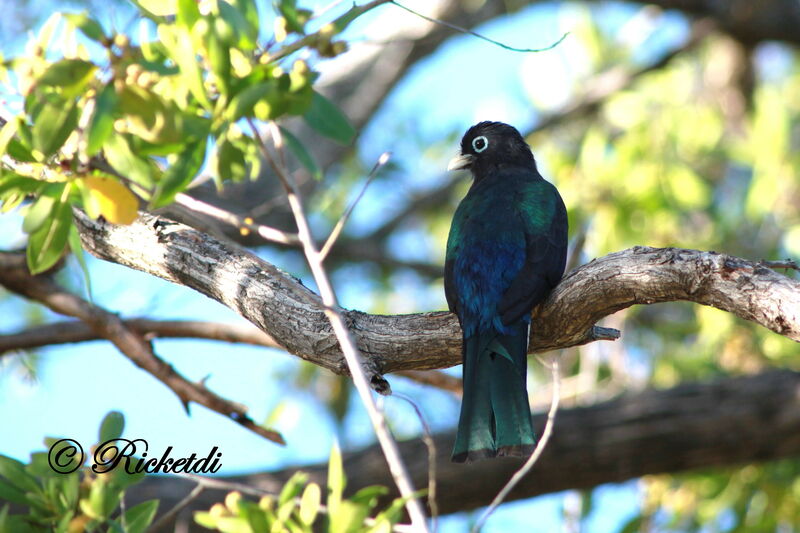 Black-headed Trogon