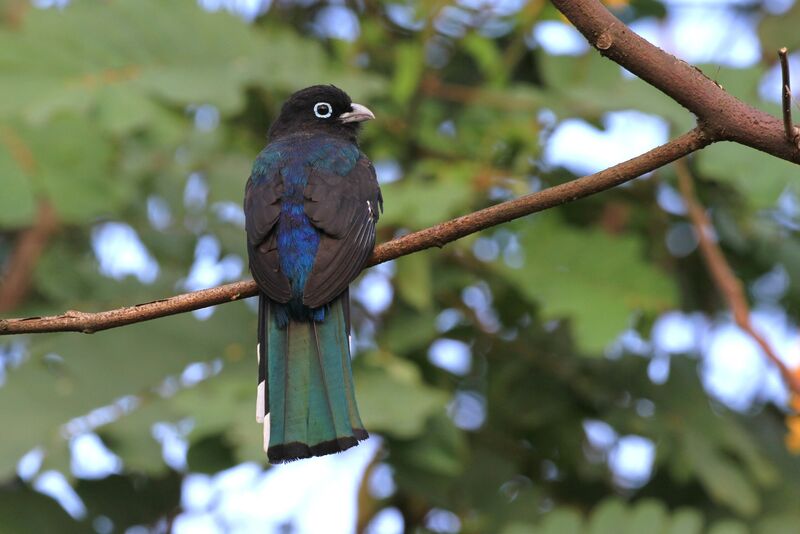 Trogon à tête noire