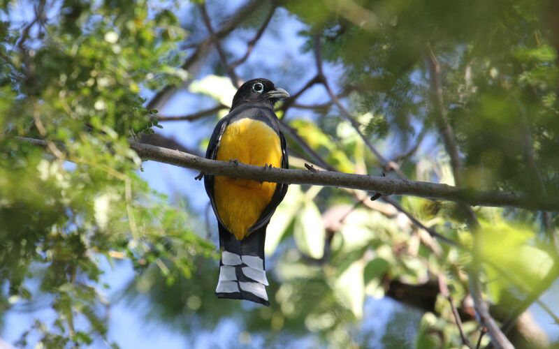 Trogon à tête noire