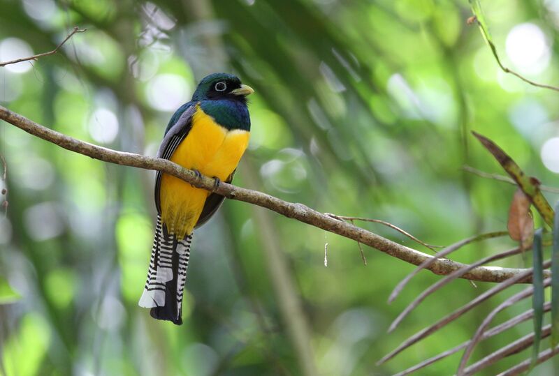 Northern Black-throated Trogon male adult