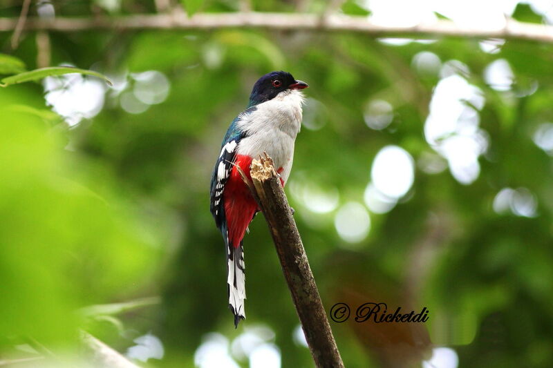 Cuban Trogon