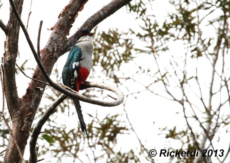 Cuban Trogon