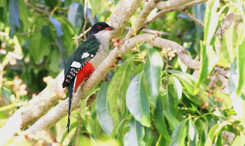 Trogon de Cuba