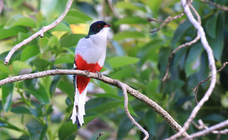 Trogon de Cuba