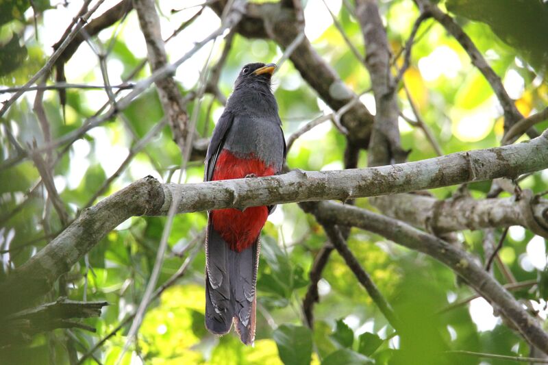 Slaty-tailed Trogon female