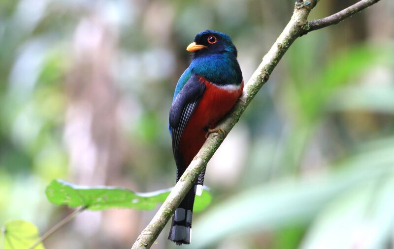 Trogon masqué