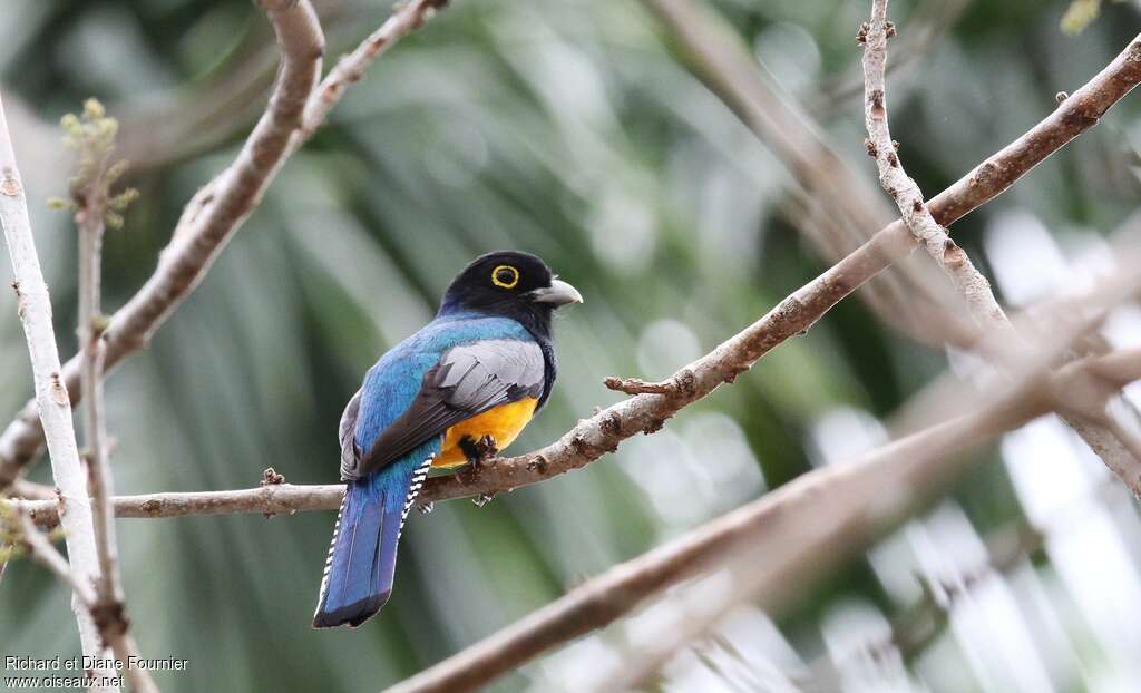 Trogon pattu