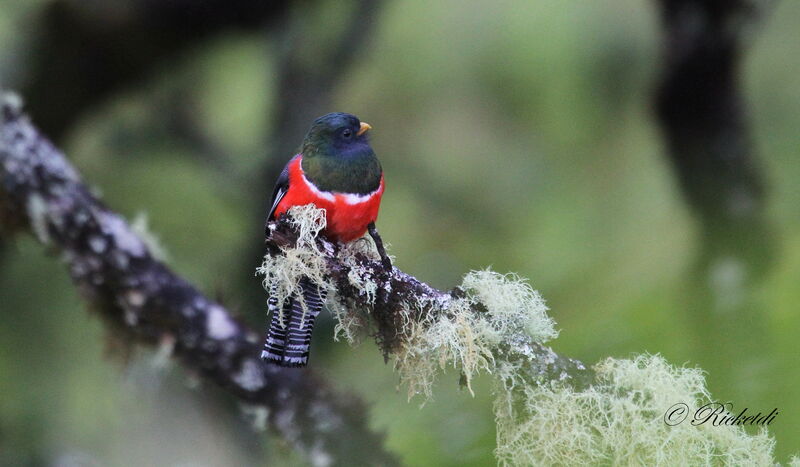 Collared Trogon male