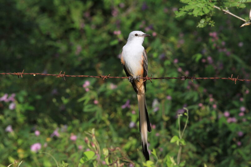 Scissor-tailed Flycatcher