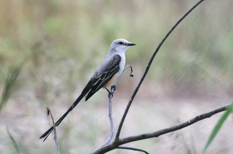 Scissor-tailed Flycatcher