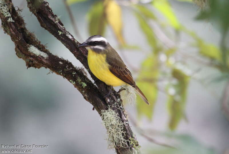 Golden-bellied Flycatcher, identification