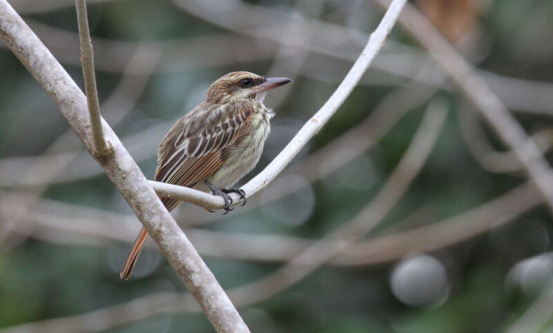 Streaked Flycatcher