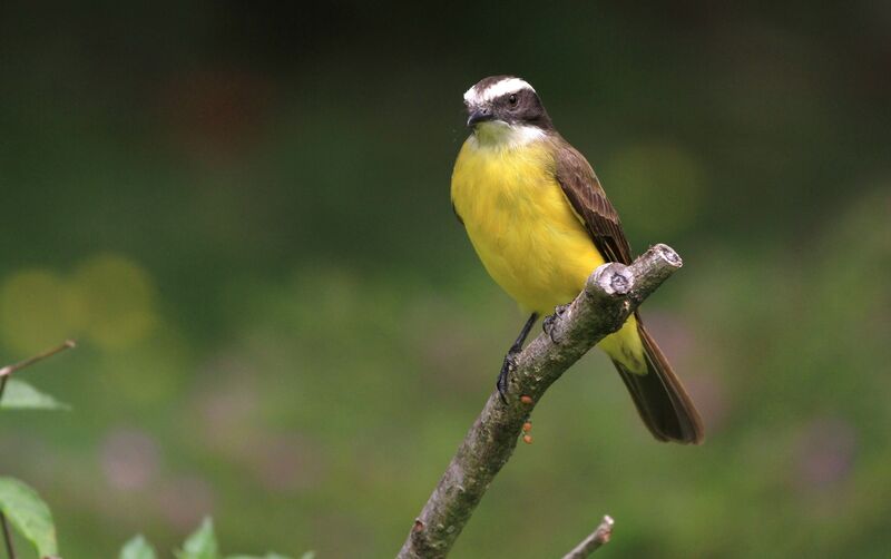 Rusty-margined Flycatcher