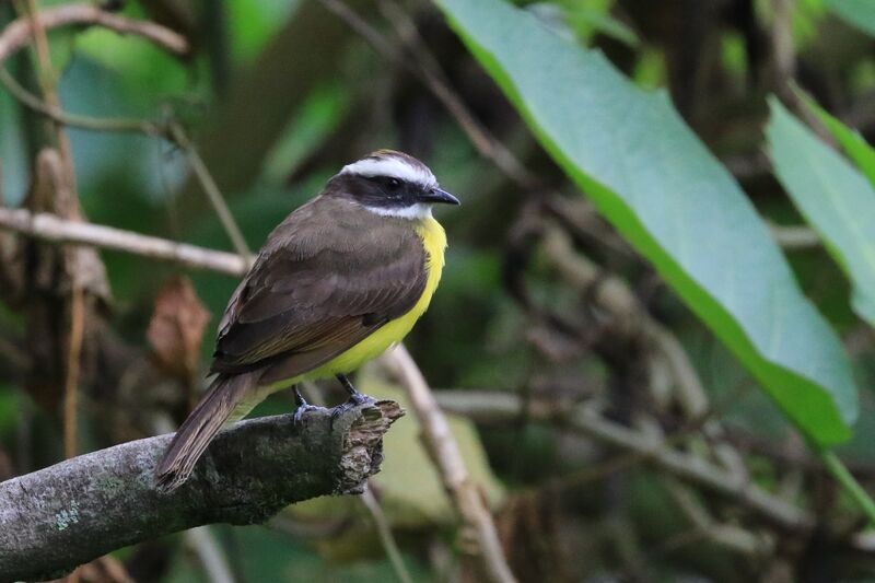 Rusty-margined Flycatcher