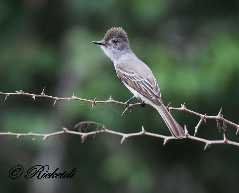 La Sagra's Flycatcher