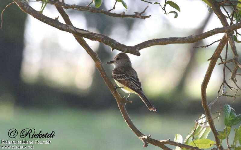 Nutting's Flycatcher