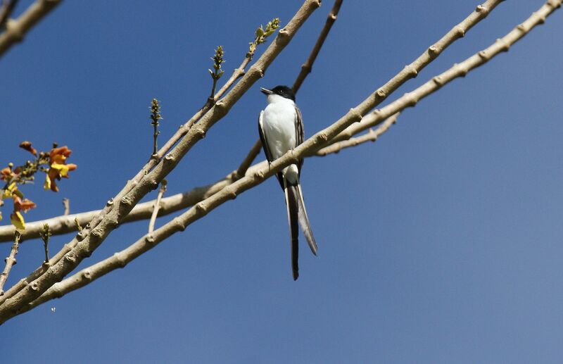 Fork-tailed Flycatcher