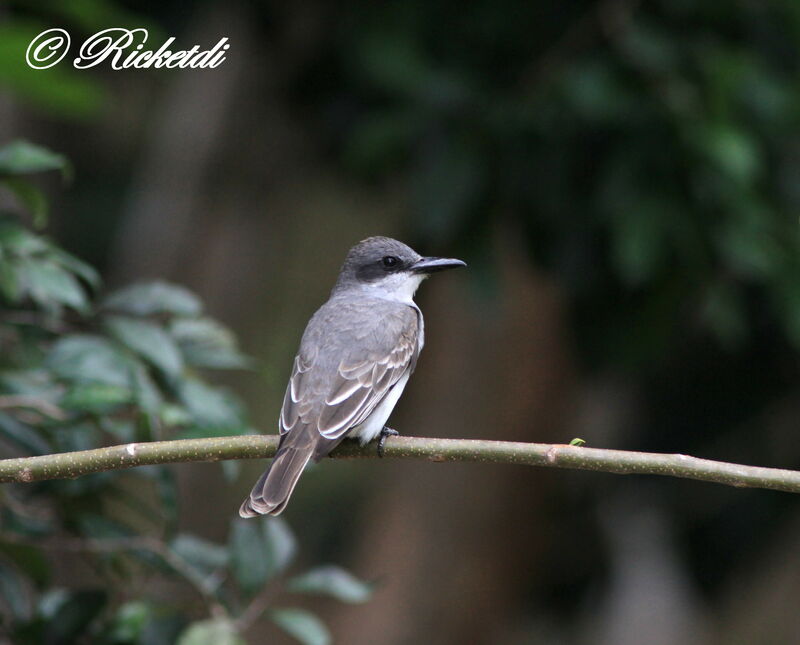 Grey Kingbird