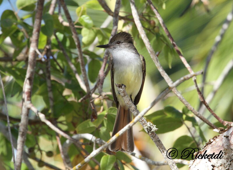 Stolid Flycatcher