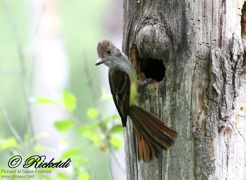 Great Crested Flycatcheradult, Reproduction-nesting