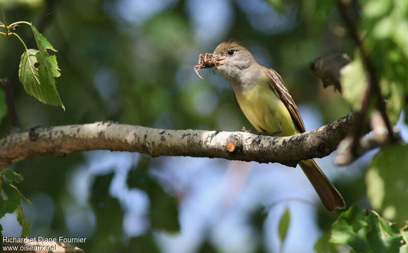 Great Crested Flycatcheradult, Reproduction-nesting