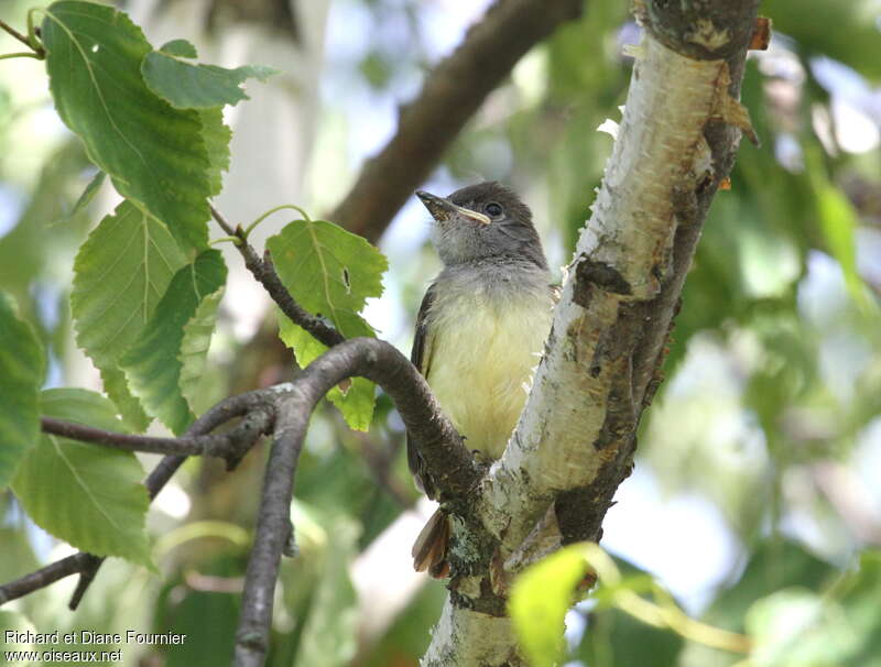 Great Crested Flycatcherjuvenile, close-up portrait