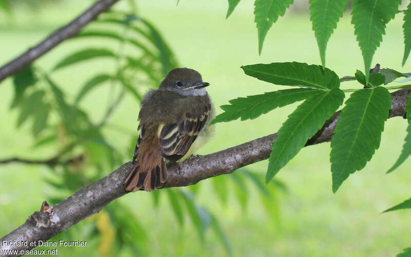 Great Crested Flycatcherjuvenile, identification