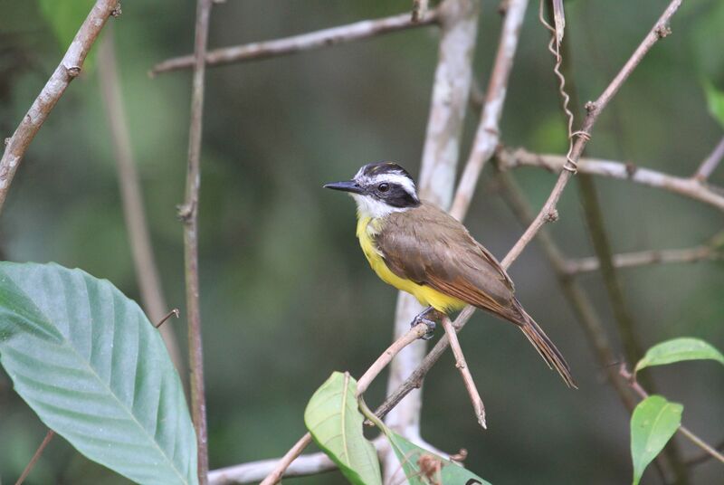 Lesser Kiskadee