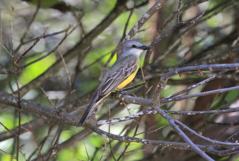 Tropical Kingbird