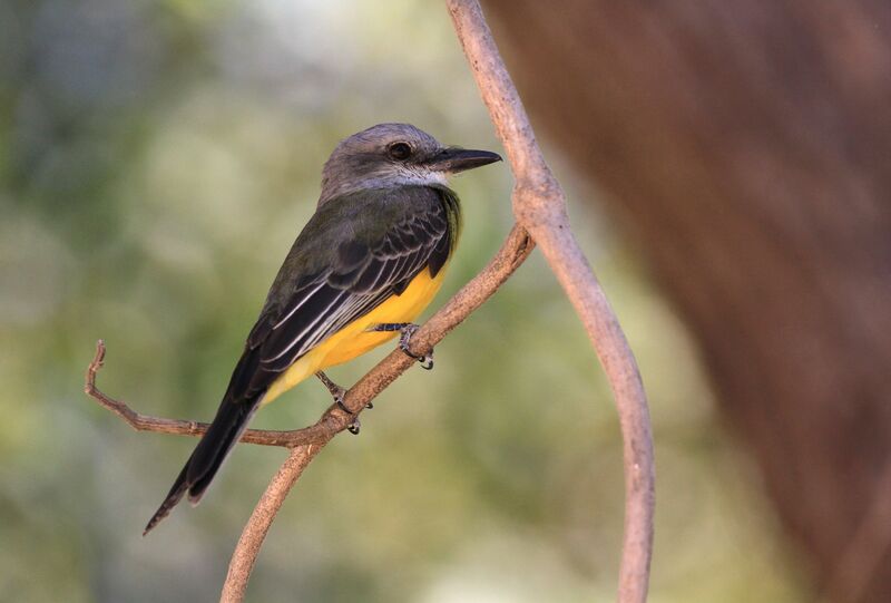 Tropical Kingbird