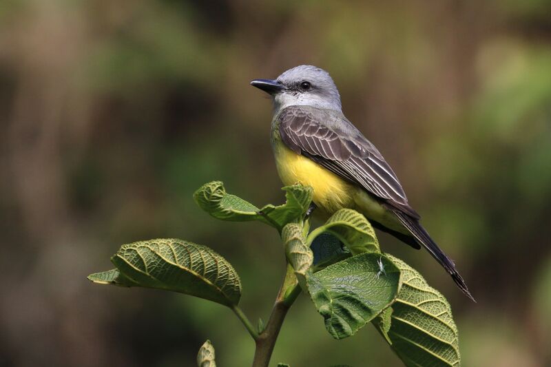 Tropical Kingbird