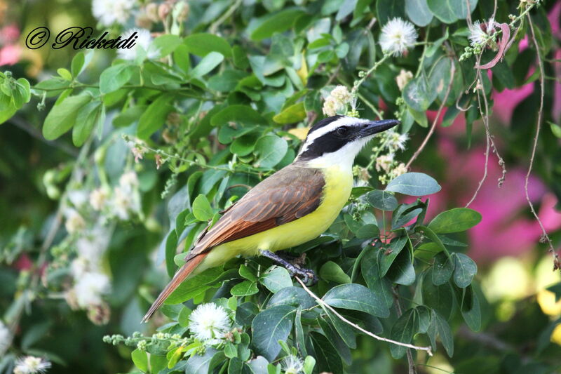 Great Kiskadee