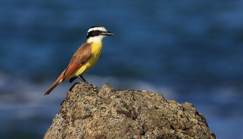 Great Kiskadee