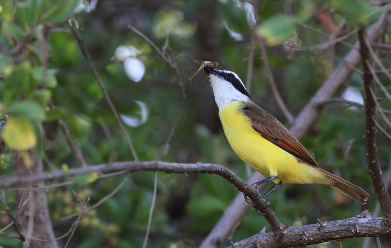 Great Kiskadee, eats