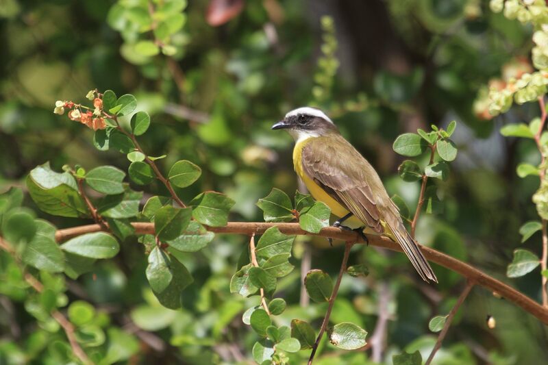 Social Flycatcher