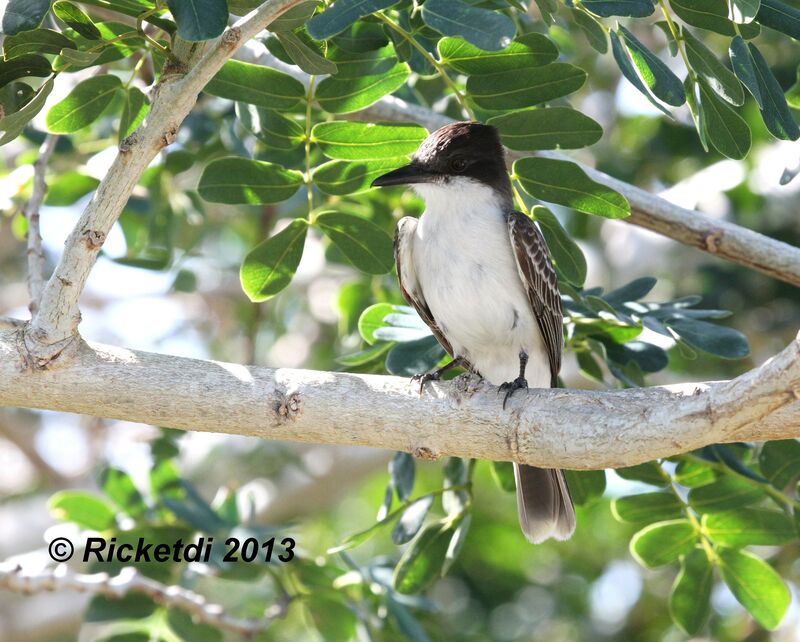 Loggerhead Kingbird