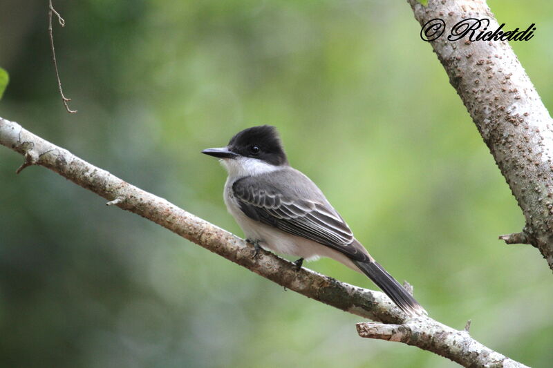 Loggerhead Kingbird