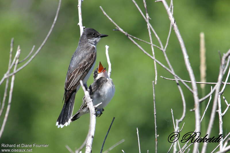 Eastern Kingbird, Reproduction-nesting