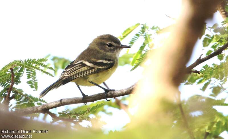 Slender-billed Inezia, identification