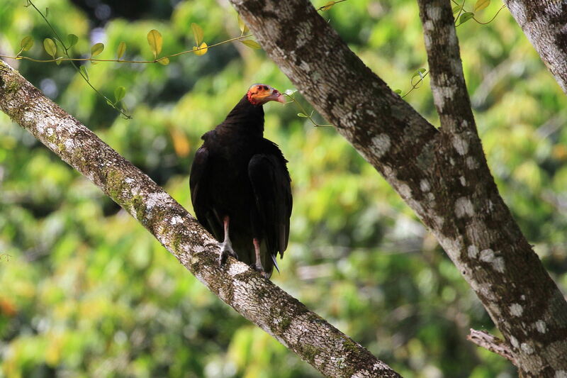 Lesser Yellow-headed Vulture