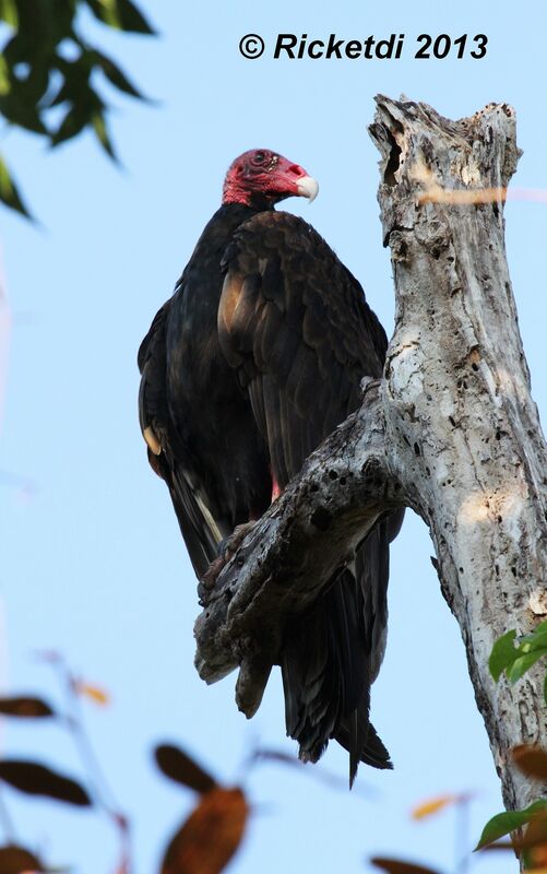 Turkey Vulture