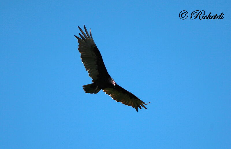 Turkey Vulture