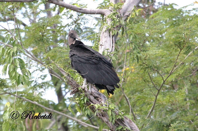 Black Vulture