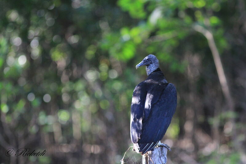 Black Vulture