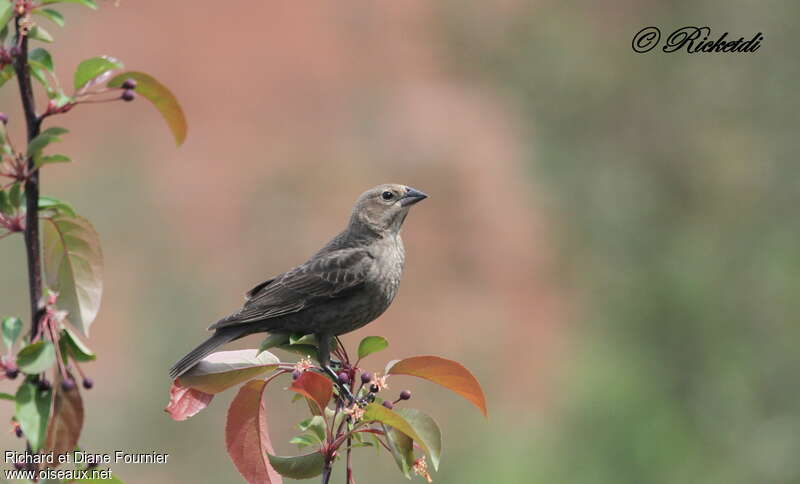 Brown-headed Cowbird female adult, pigmentation