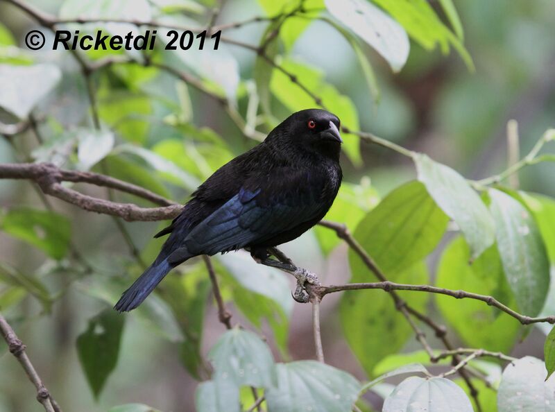 Bronzed Cowbird